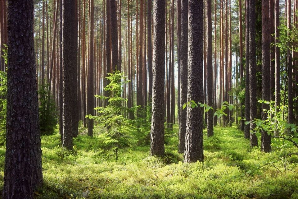ВАЖЛИВО! Інформування задля запобігання збору, полюванню чи відлову рідкісних та тих, що перебувають під загрозою, видів!