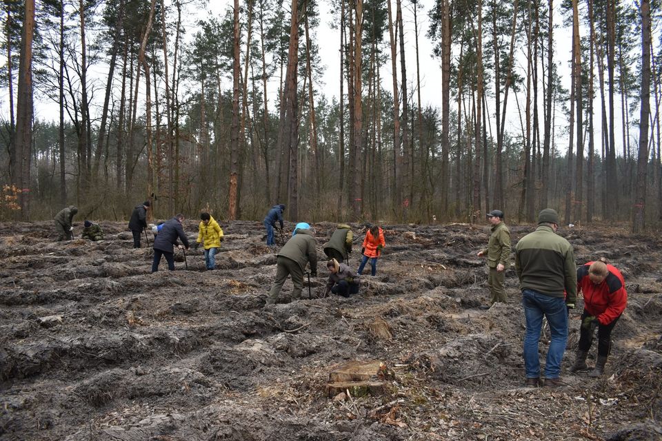 У Боярській лісовій дослідній станції продовжуються заходи з відтворення лісів