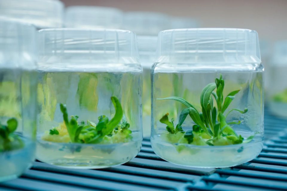 Банк рослин in vitro, як інструмент збереження цінних генотипів!