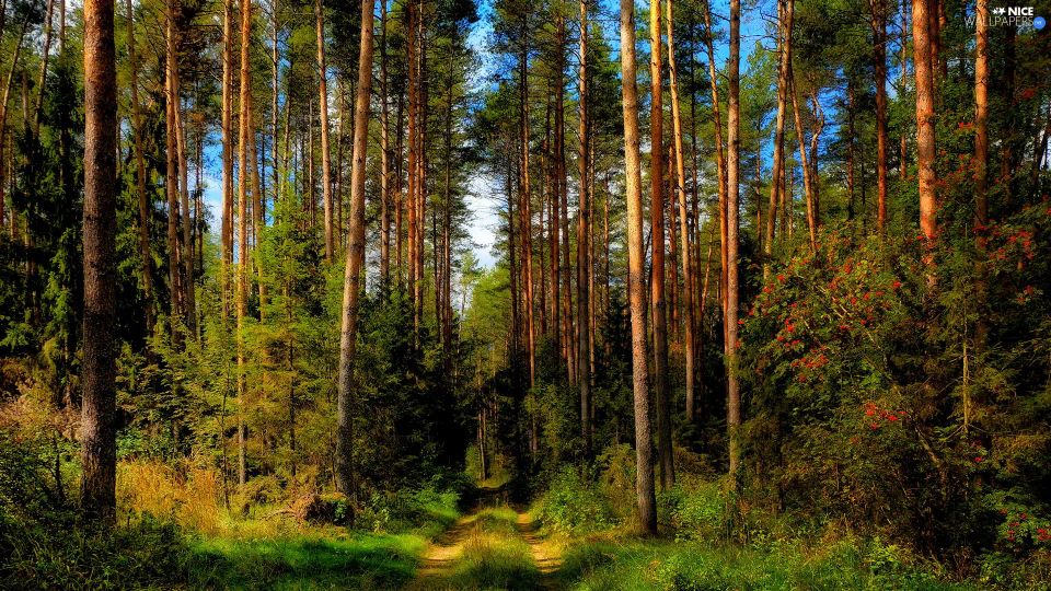 Міжнародна науково-практична конференція «ЛІСІВНИЧА НАУКА: СТАН, ПРОБЛЕМИ, ПЕРСПЕКТИВИ РОЗВИТКУ»