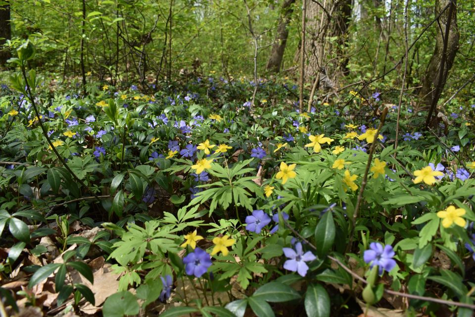 Ботанічний сад грає кольорами