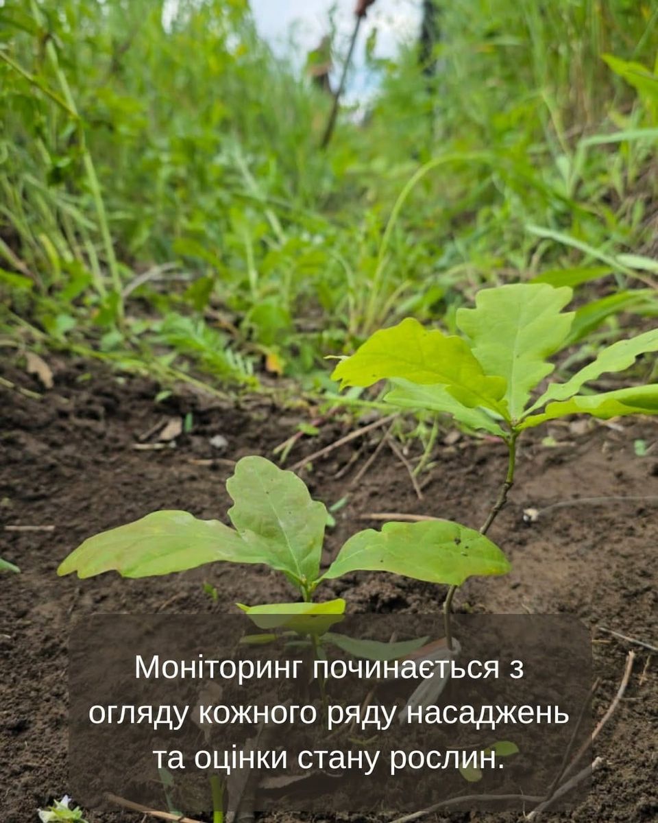 Як почуваються наші лісосмуги?