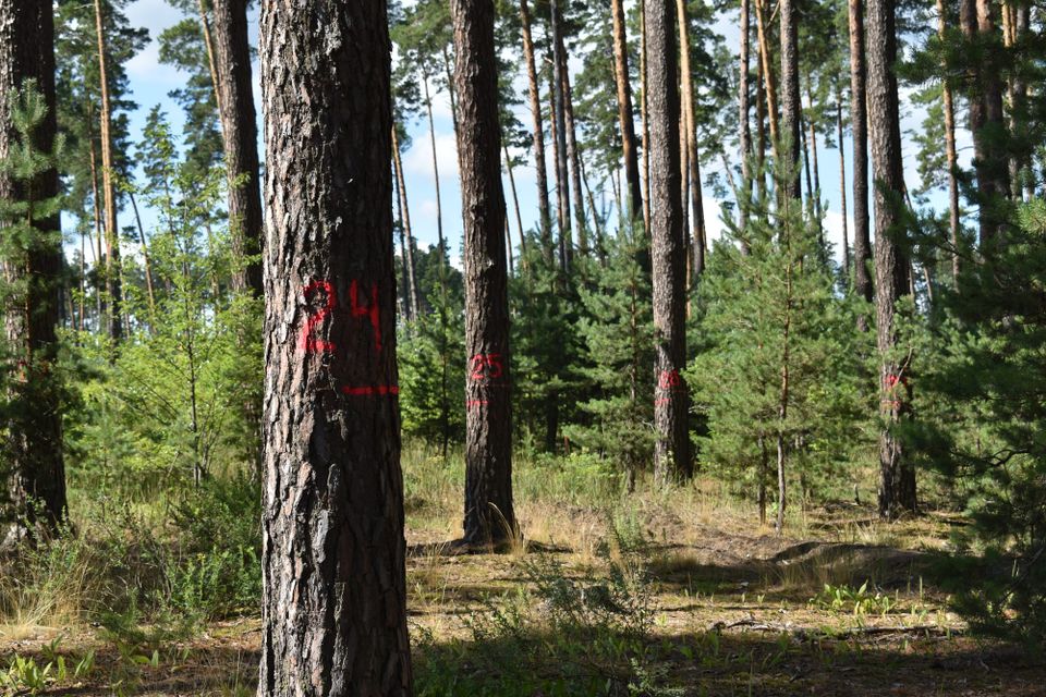 Практичне навчання з наближеного до природи лісівництва для студентів і лісівників-практиків