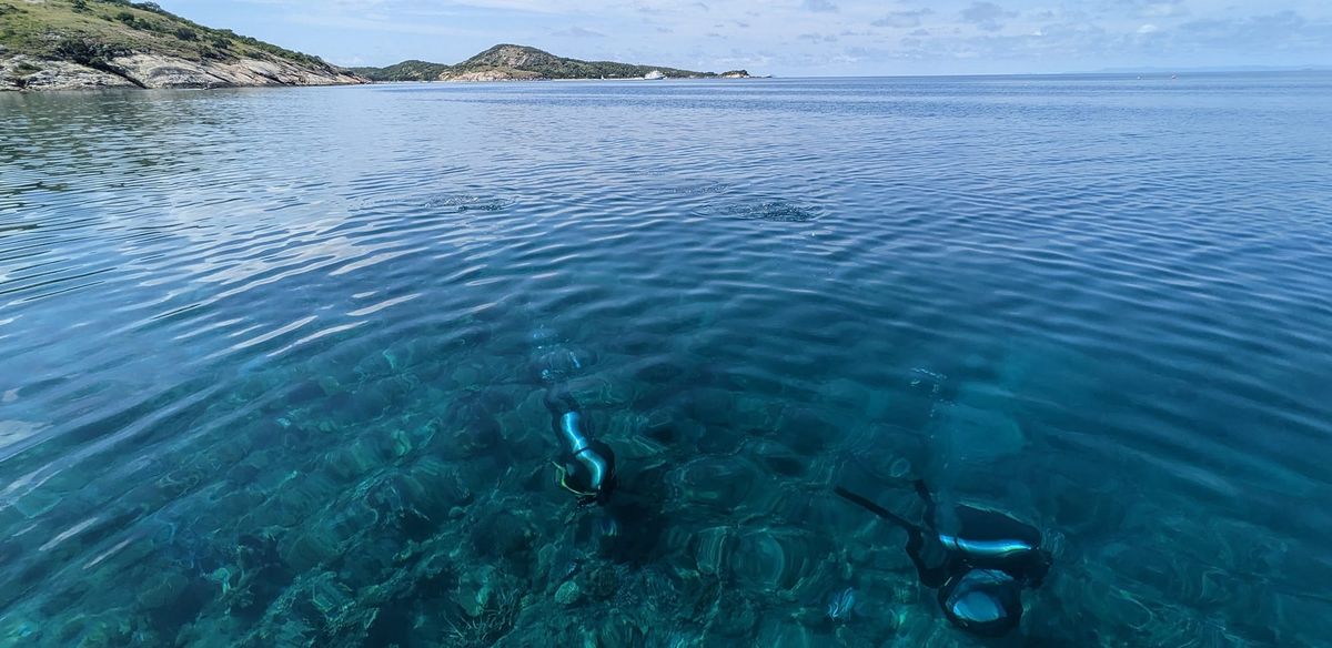 Advanced imaging technology helps monitor baby corals on Great Barrier Reef