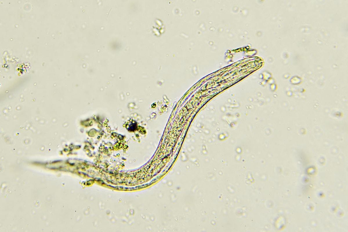 Bid to stamp out parasitic disease