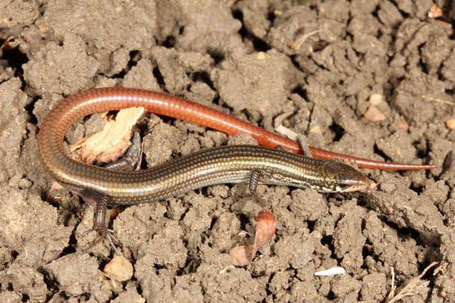 Elusive skink found in Queensland after 42 years