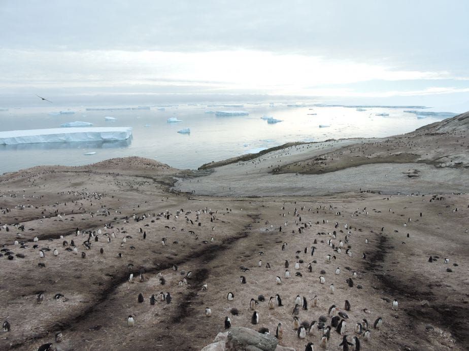 Octopus DNA contains grave warning for sea level rise