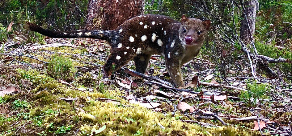Tasmanian devil declines impact quolls