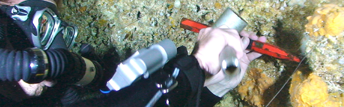 Marine sponges reveal global warming has already exceeded 1.5 degrees