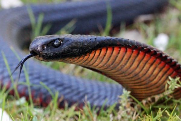 Scales in the suburbs: 10 years of wildlife rescues reveal Sydneysiders’ reptile relationships