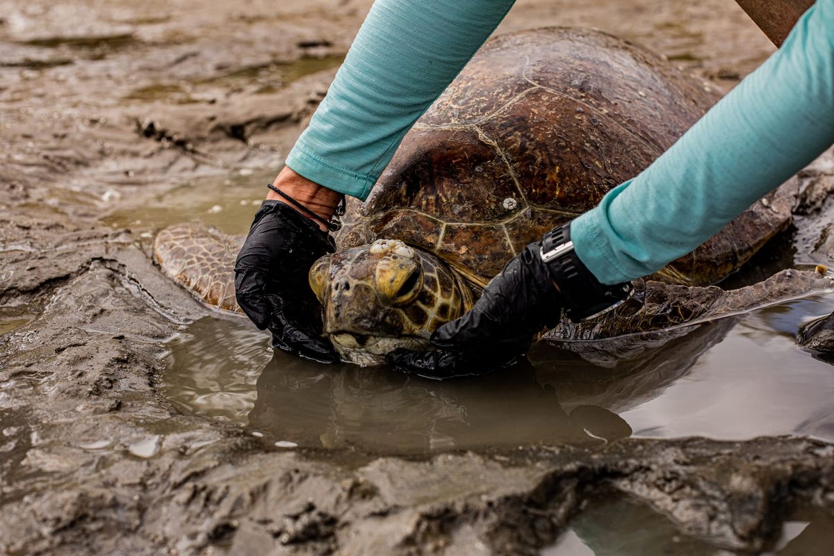 UniSC seeks to help wildlife in danger of disappearing forever