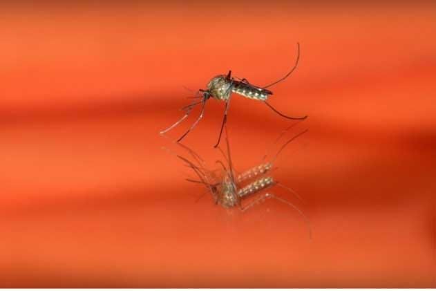Fatal Attraction: Engineered Male Mosquitoes Could Transform Disease Control