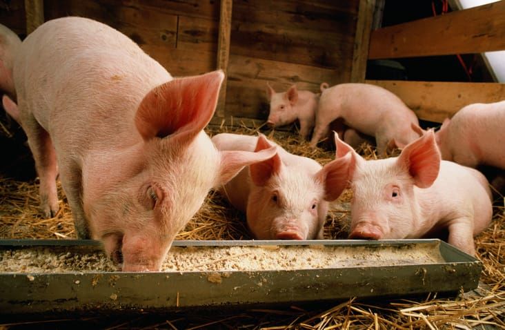 Pigs healthier and farmers wealthier: How a UniSC invention can help