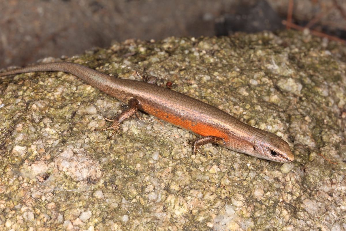 New skink a second unique species for Scawfell Island