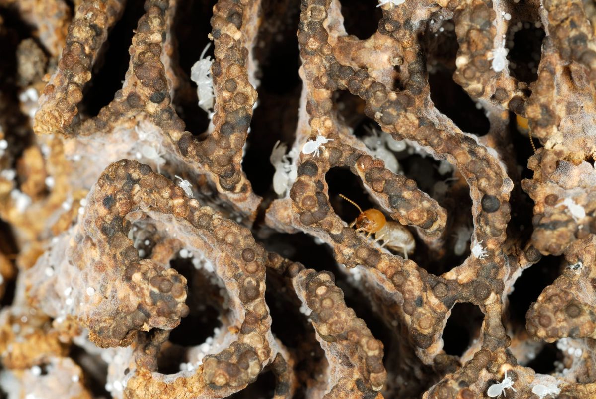 Friend or foe: Why homebuilders have a lot to learn from termites