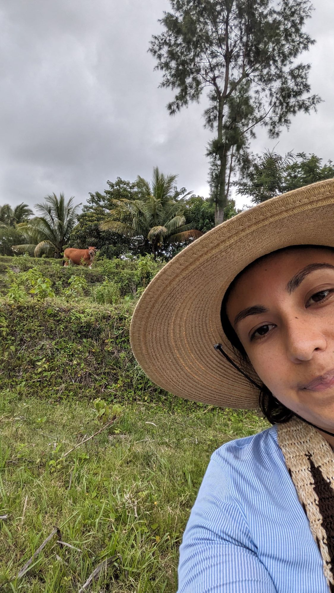 Project aiming to improve cattle productivity in Timor-Leste