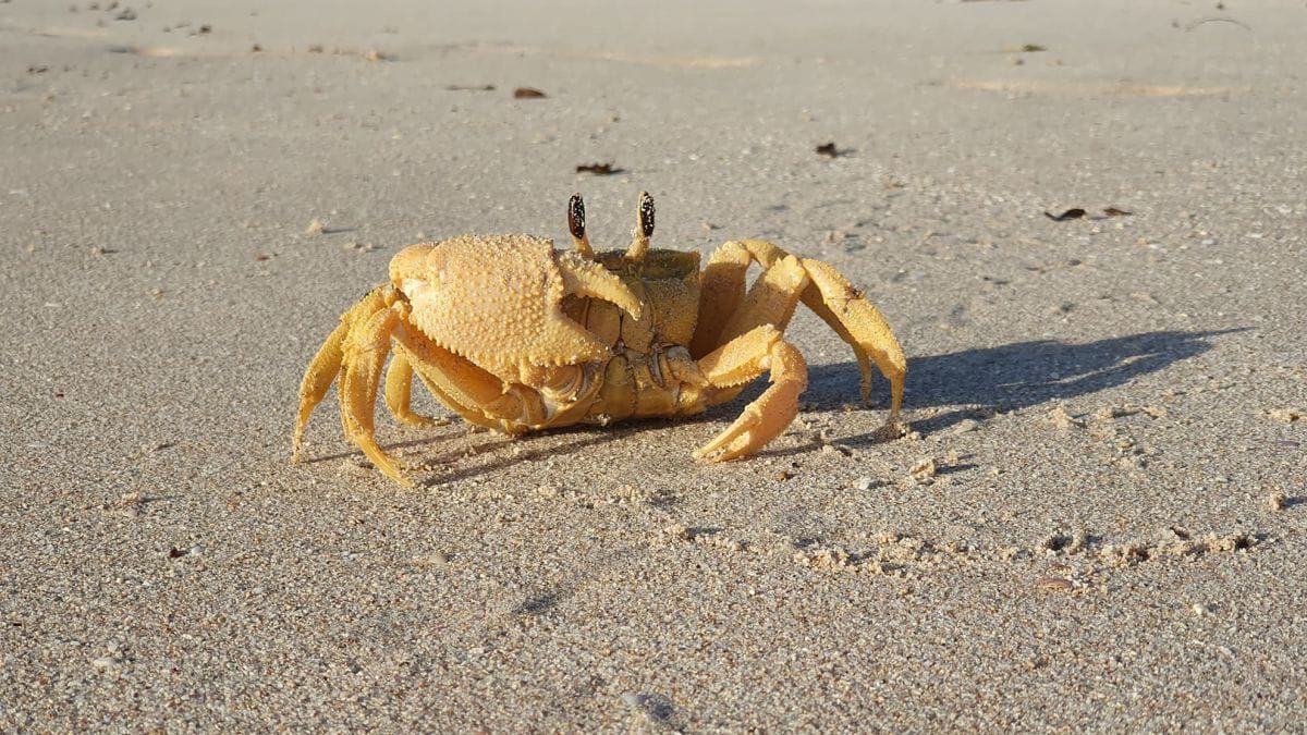 Killer crab: Shining an infrared light on loggerhead turtle hatchling attacks