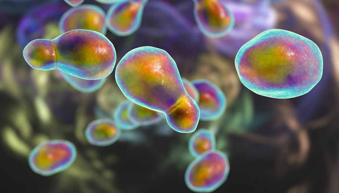 Cannabis extract shows promise as treatment for fungal infections