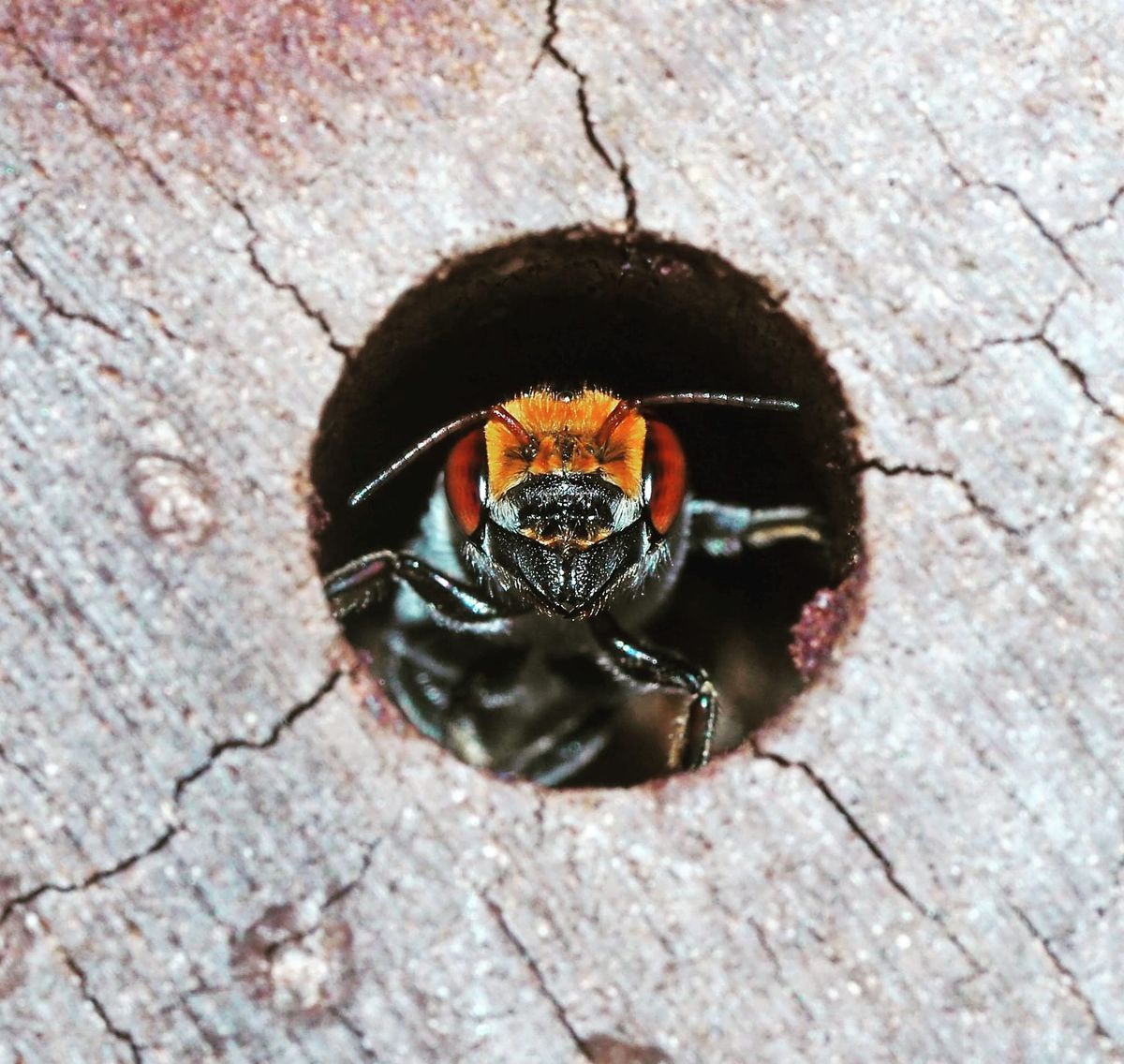 Making a beeline: Bee hotels give native pollinators a post-bushfire fighting chance, world-first trial reveals