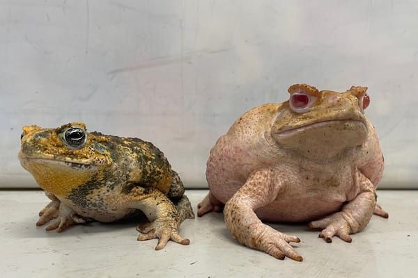 Genetically-altered toads explain why albino animals are rare in nature