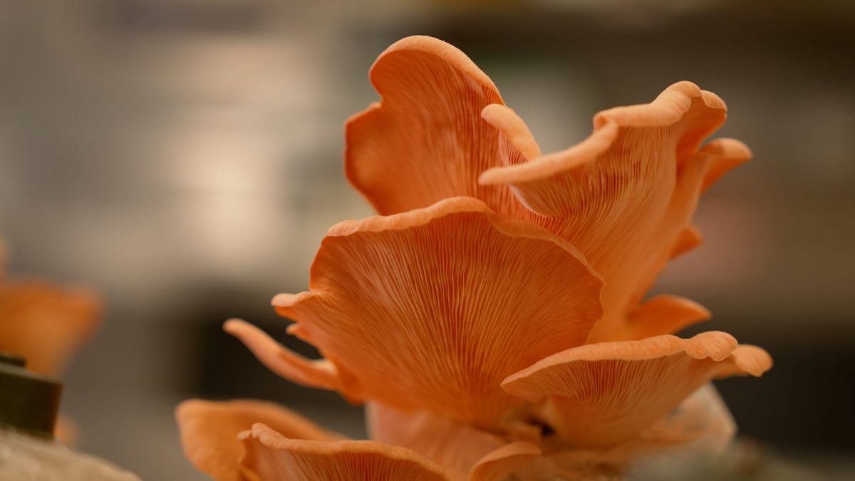 Cotton trash to treasure: Project using waste to grow new mushroom industry