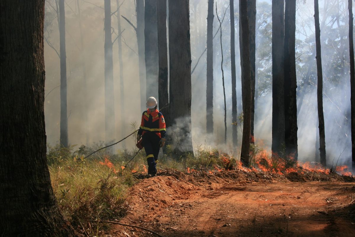 Queensland’s longest-running planned burn study informs effective landscape fire management