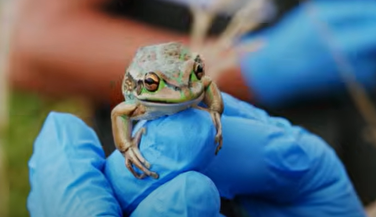 Uncover video: They're back! Green and golden bell frogs return to the ACT