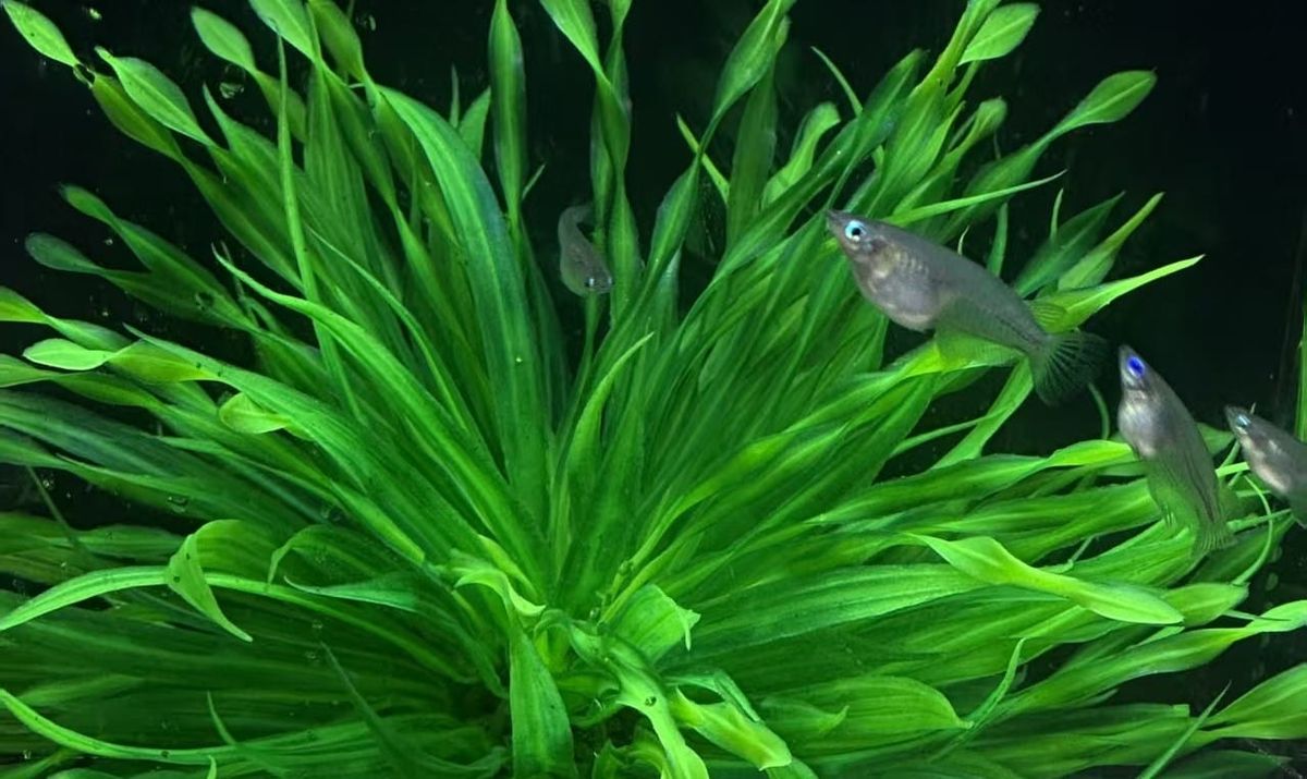 Nanoplastics hindering cognitive abilities of fish, international research shows