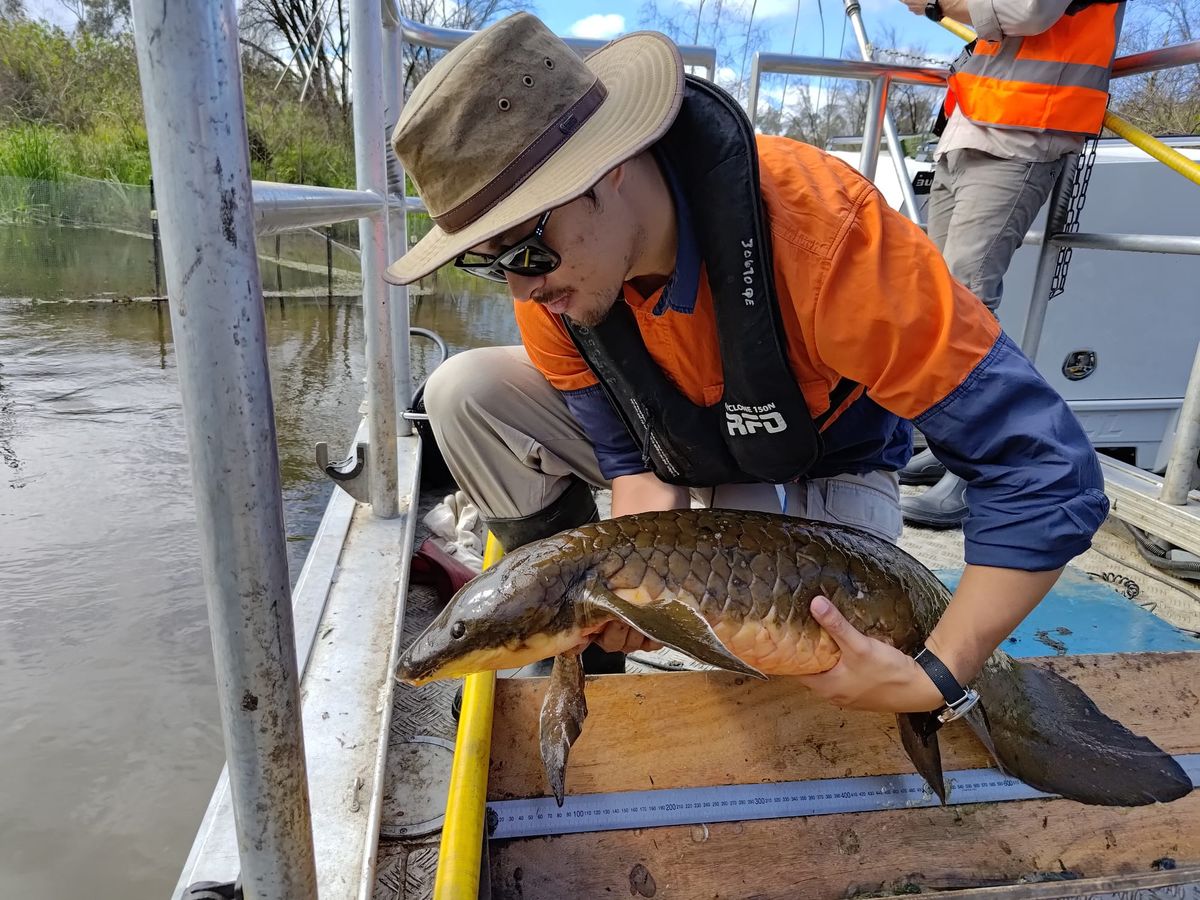The ‘ungrateful lungfish’: study focuses on sustainable food sources for hungry ancient fish