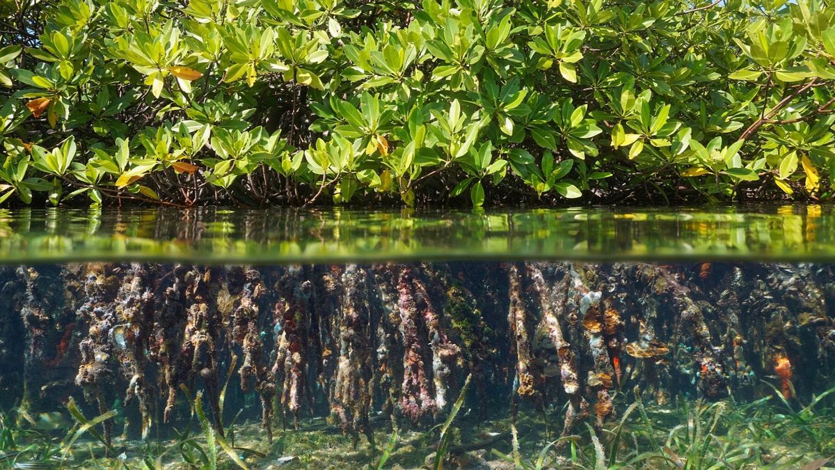 Global study identifies urgent blue carbon priorities in the fight against climate change