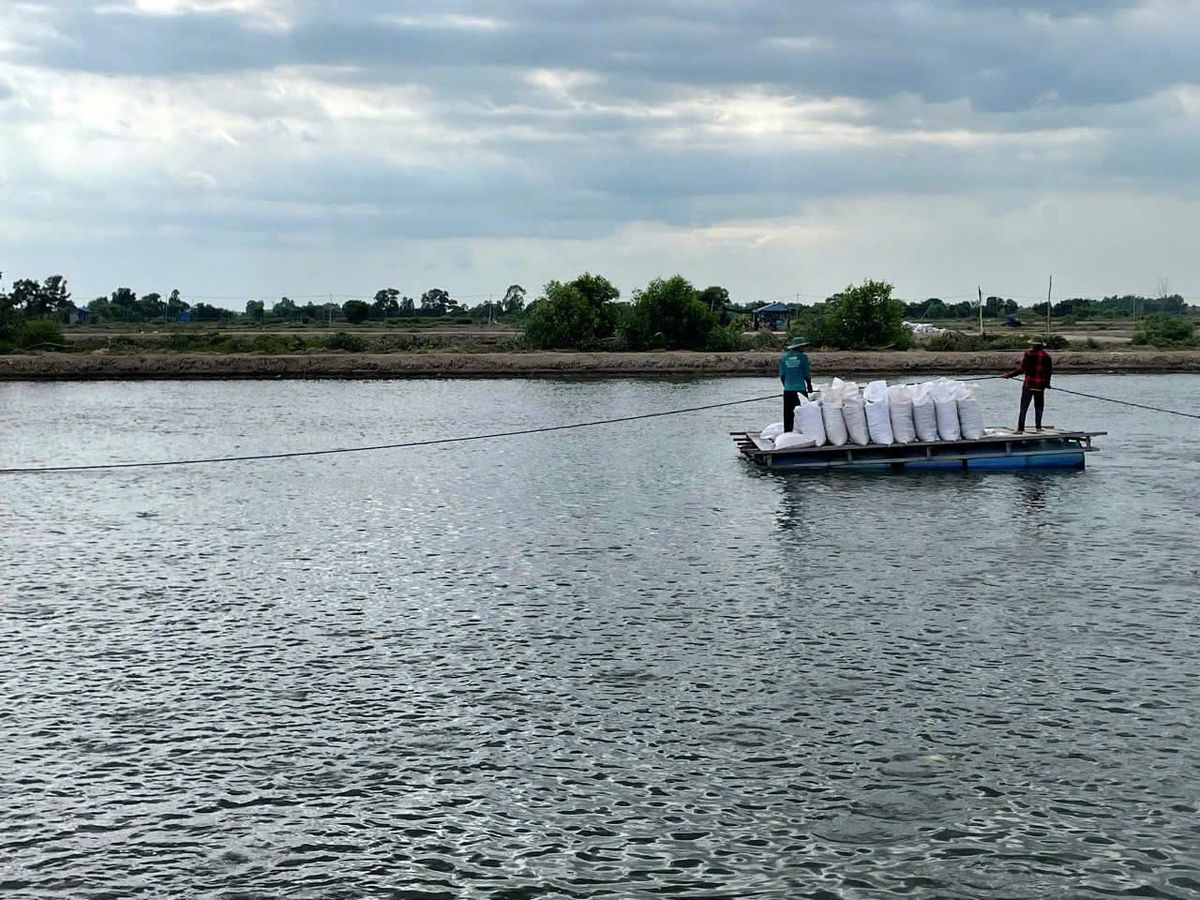 AI-powered disease prediction to improve catfish production