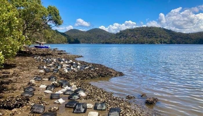 Colonists dredged away our natural oyster reefs. Now science knows how best to restore them