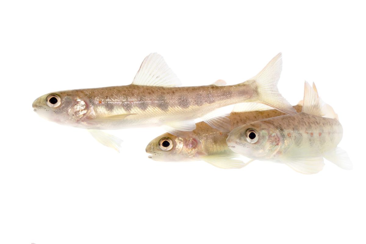 Cocaine pollution alters salmon behaviour in the wild