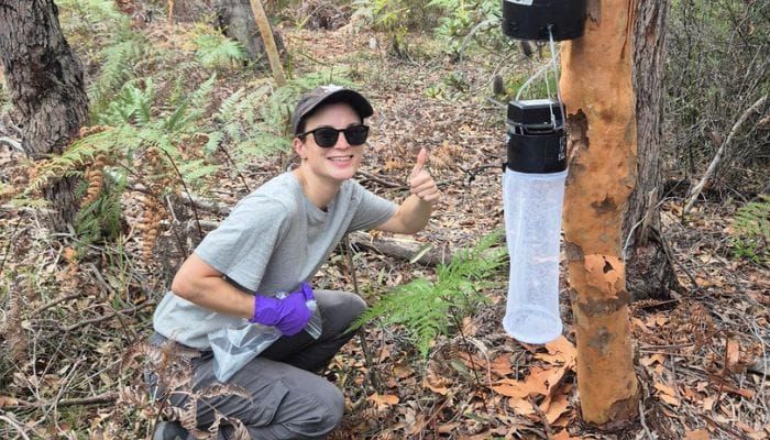 Mosquitoes may hold the key to saving endangered Australian wildlife