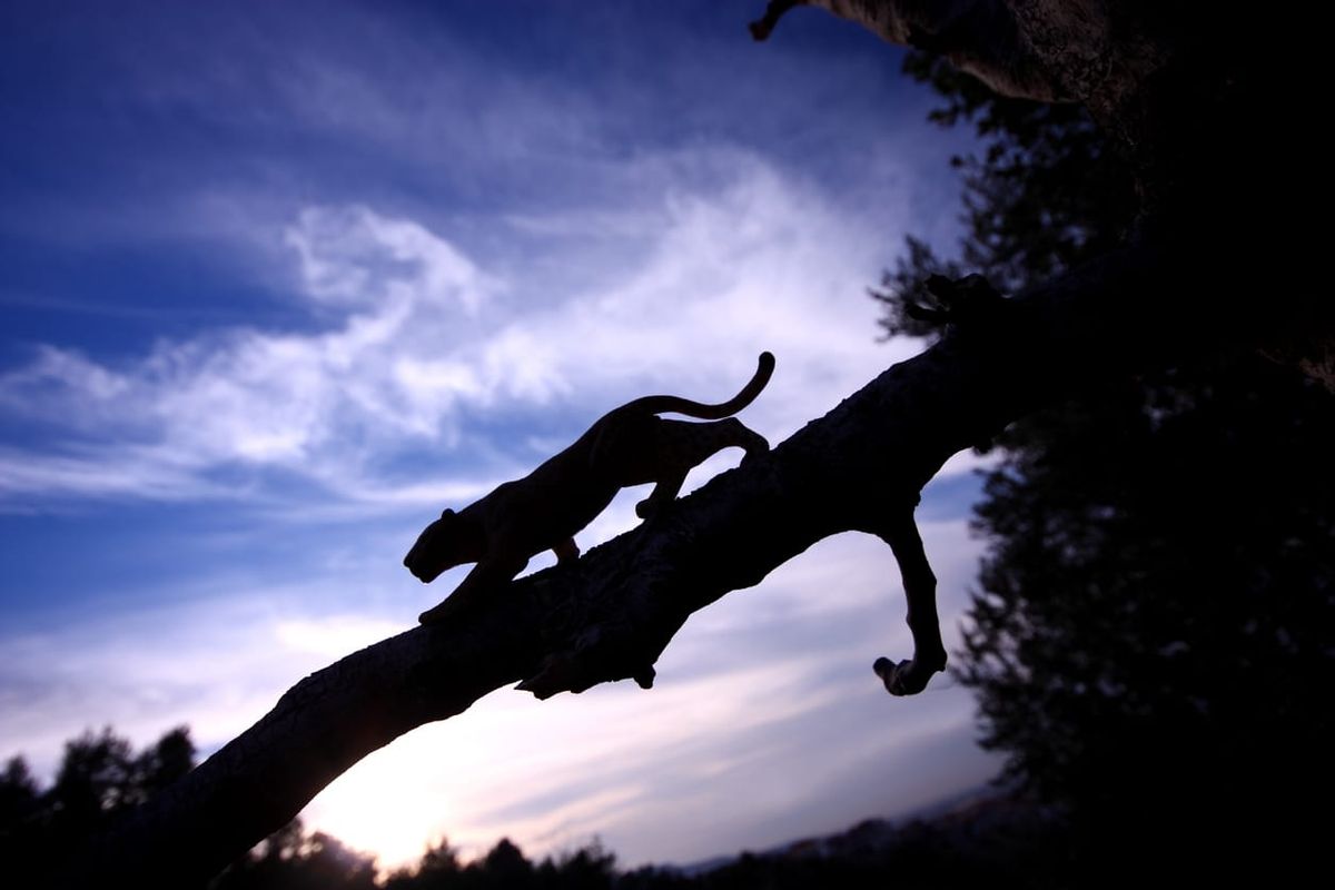 A challenging new world for wildlife: How humans have reshaped the food webs