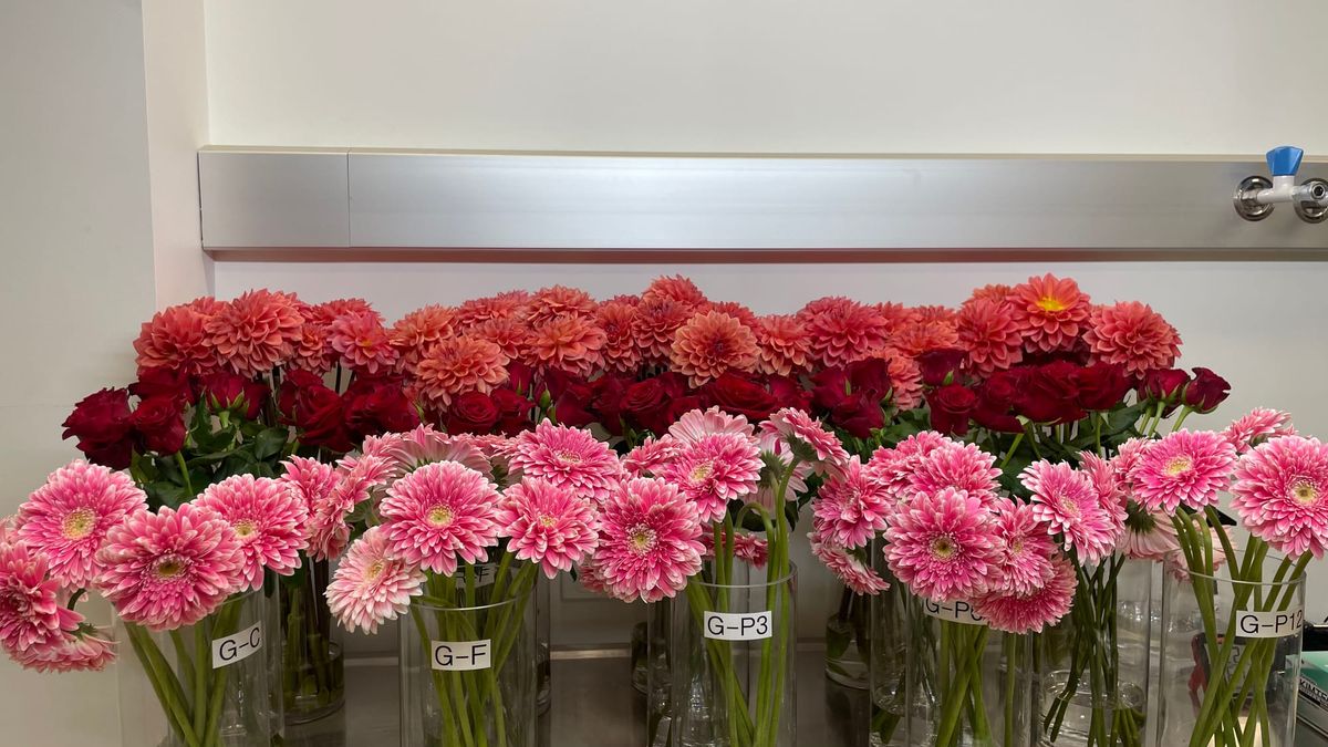 Can plasma help cut flowers last longer? Experiment puts blooms to the test