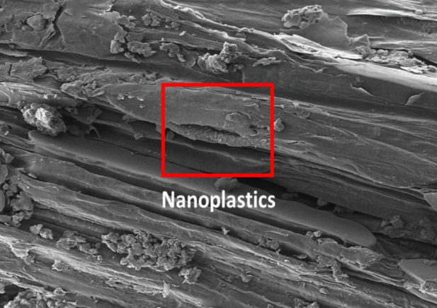 Plastics found in crop tomato, wheat tissue and stunt growth