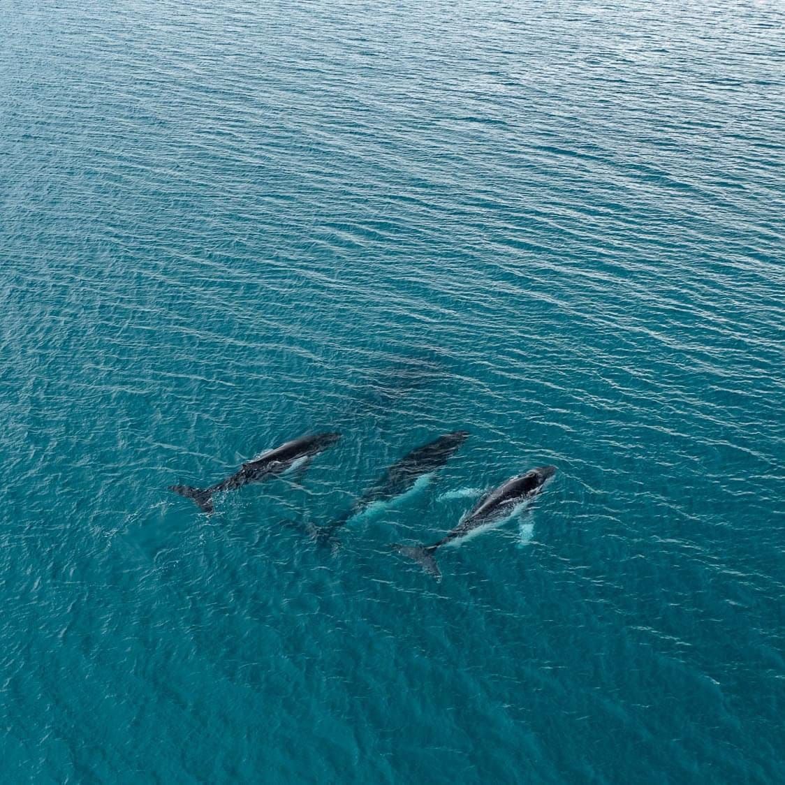 Intrepid tails – fluke photos confirm humpback whales mount 14,000km ocean crossing to breeding grounds