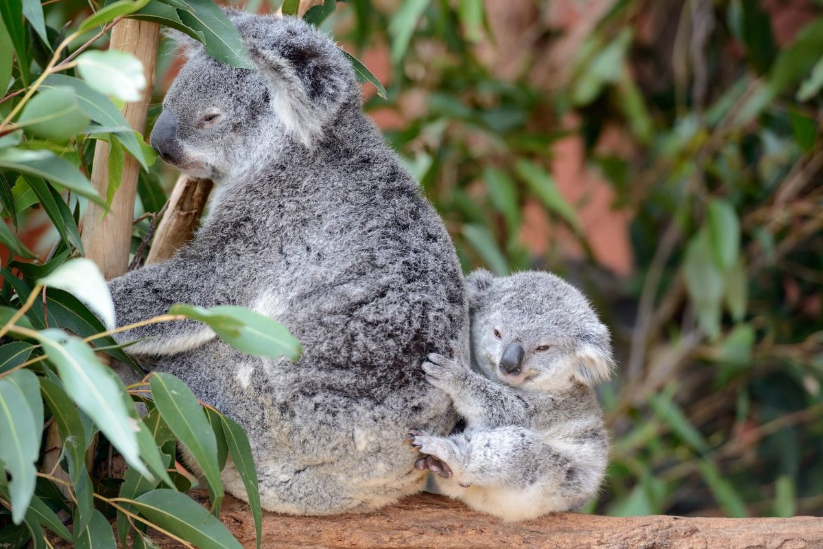 Koala milk study may hold key to better care for orphaned joeys