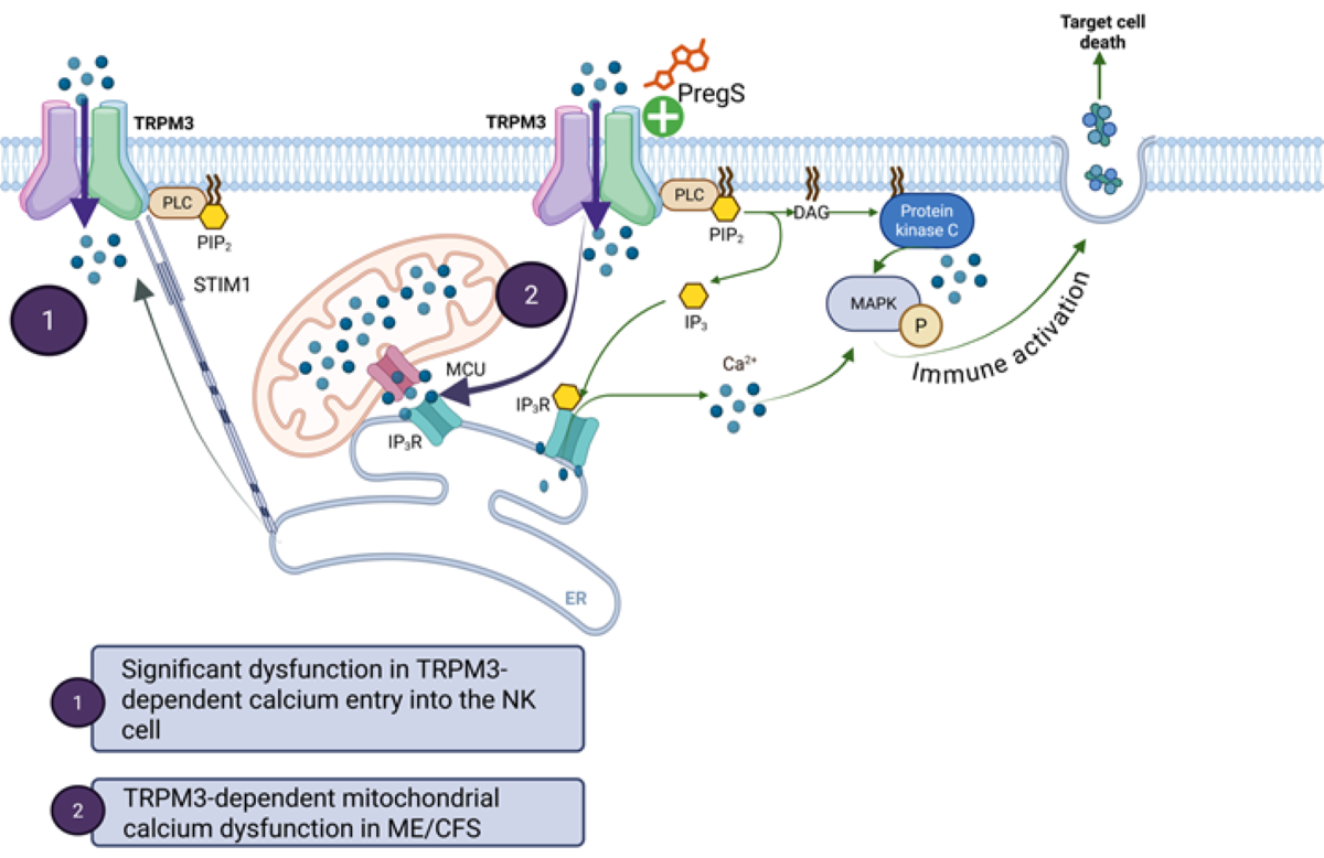 Chain reaction in cells may be driving low energy in ME/CFS patients