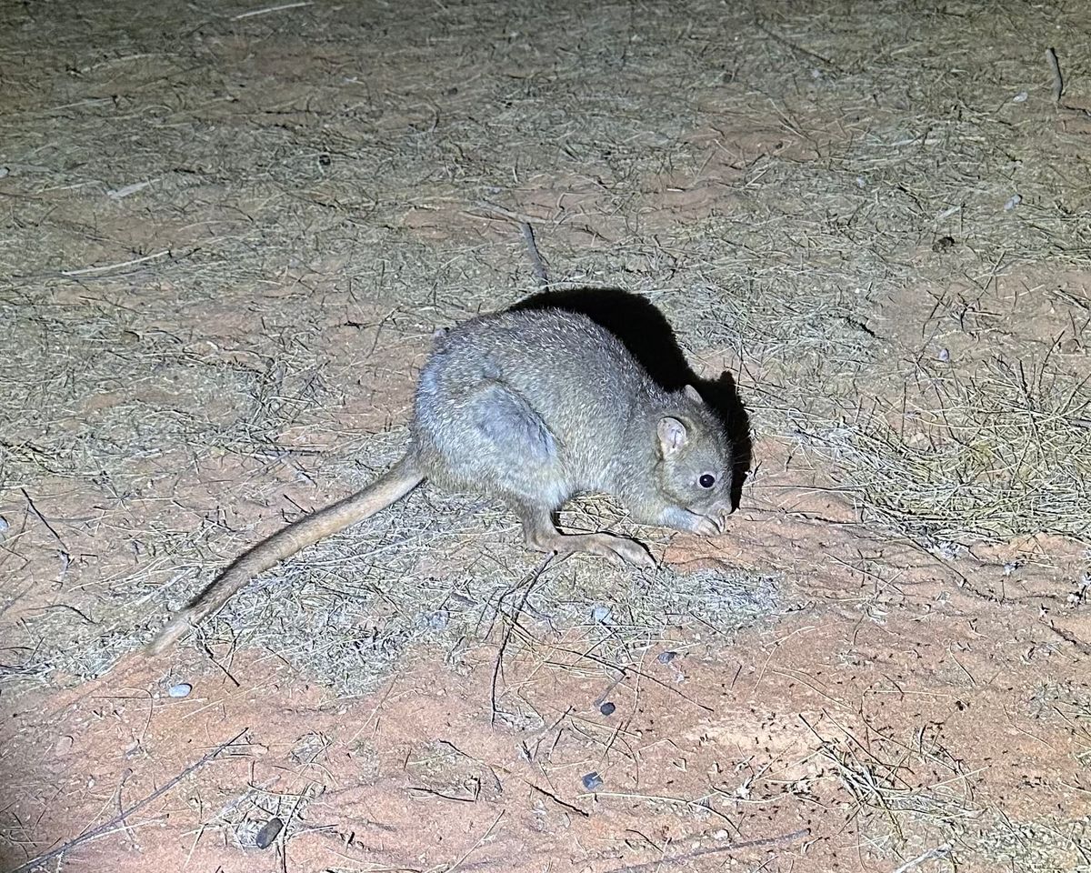 Truffles are on the menu for threatened marsupials returning to a World Heritage area