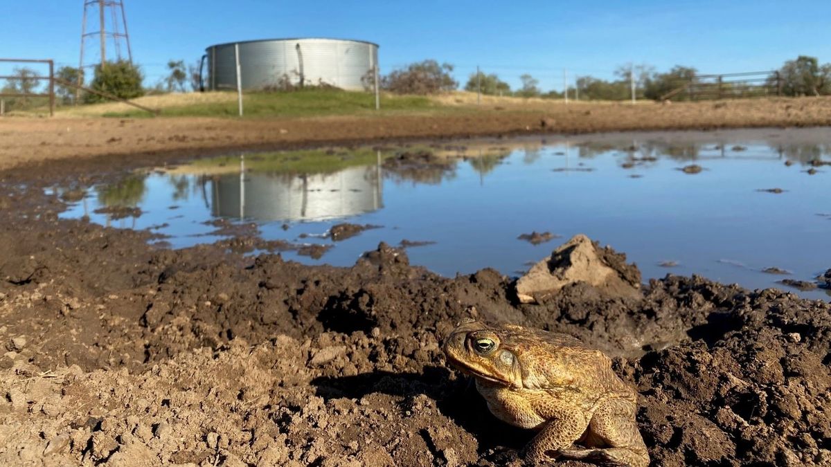 ‘Toad-proofing’ farms could help stop the march of invasive pest