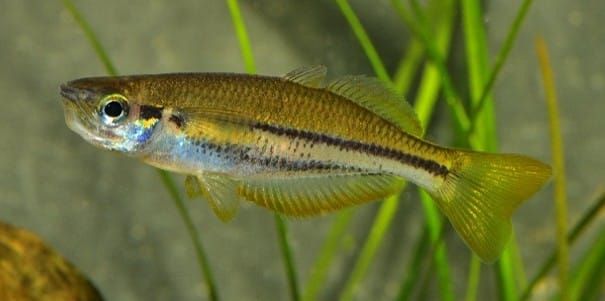 Warmer waters, pest species and habitat loss major threats to small, rare freshwater fish in Tropical North