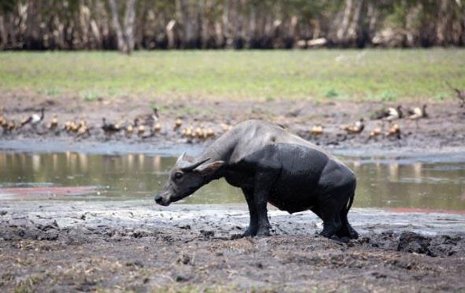 ‘Ecological engineers’ an existential threat to wildlife of iconic wetland