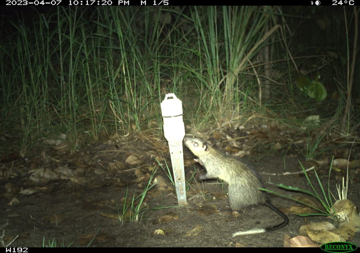 Rangers reimagine AI in wildlife monitoring
