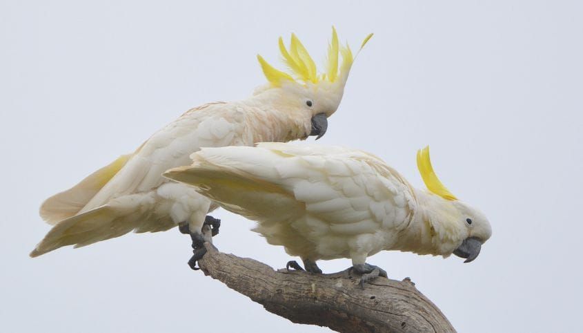 'Where there is death, there is life': The PhD student building homes for Sydney's disappearing wildlife