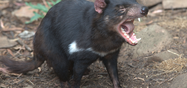 A biting discovery about Tasmanian devils