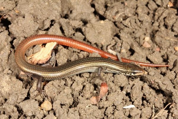 Elusive skink found in Queensland after 42 years