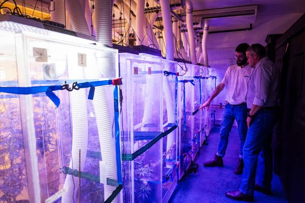 Australian Industrial Hemp research program launches at Southern Cross Uni