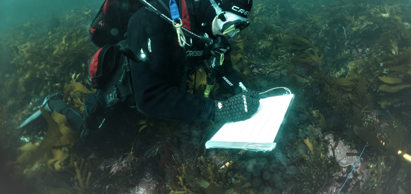 Scientists deep dive into the environmental performance of salmon farming in Storm Bay